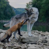 WOLF-AND-FOX-ON-ROCK