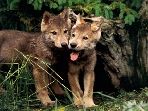 WOLF-CUBS.jpg