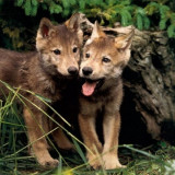 WOLF-CUBS