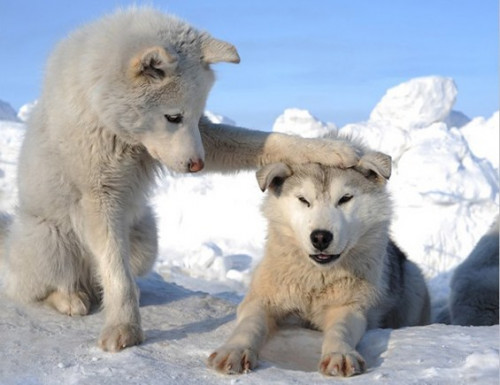 WOLF-FRIENDS-IN-SNOW.jpg