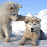 WOLF-FRIENDS-IN-SNOW