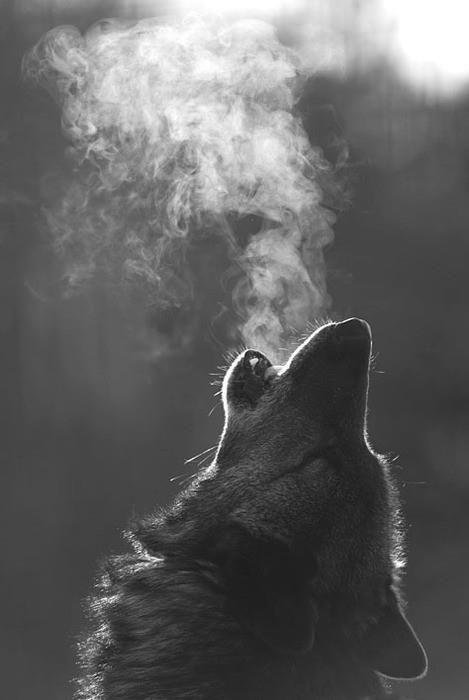 WOLF-HOWLING-BW.jpg