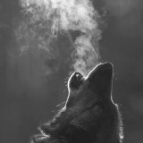 WOLF-HOWLING-BW