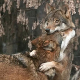 WOLF-HUGS