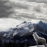 WOLF-IN-SNOW-2
