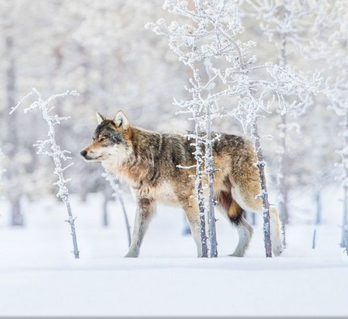 WOLF-IN-SNOW20a391447401f0a5.jpg