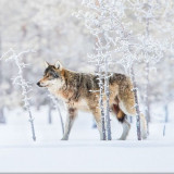 WOLF-IN-SNOW20a391447401f0a5
