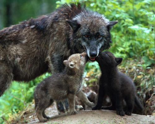 WOLF MAMA AND CUBS
