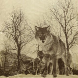 WOLF-PACK-SEPIA