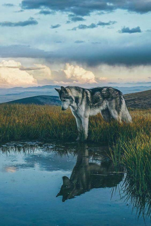 WOLF-REFLECTION.jpg