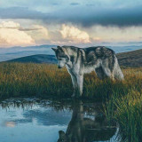 WOLF-REFLECTION