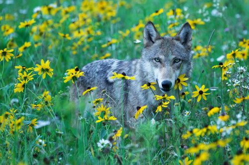 WOLF-SPRING-FLOWERS.jpg