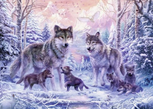 WOLVES IN SNOW