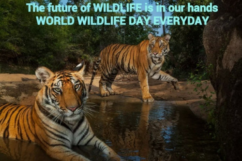 WORLD WILDLIFE DAY TIGERS