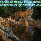 WORLD-WILDLIFE-DAY-TIGERS