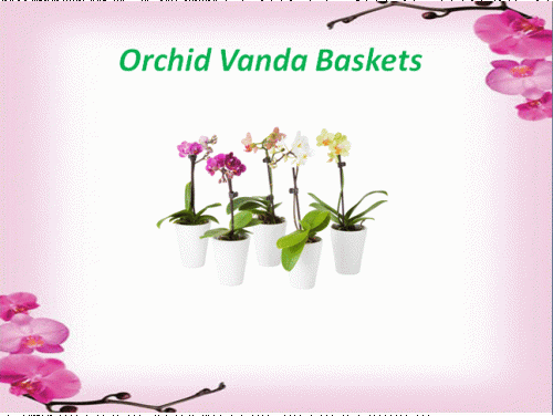 Buy orchid baskets of your required size and material can be found easily at the Green Barn Orchid Supplies online store. It is the leading vendor of orchid supplies in Florida, USA. For more product information, call at 561-499-2810 or visit our website: http://shop.greenbarnorchid.com/category.sc?categoryId=20