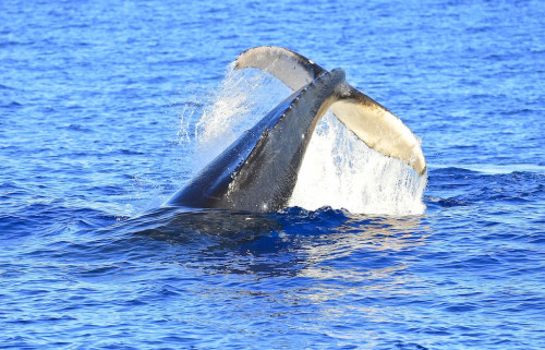 Whale Watching Tours - https://en.wikipedia.org/wiki/Whale_watching