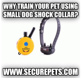 Are you searching for small dog shock collar with remote for training your pet dog? Then you are just a click away from finding the best collars in the market. Buy them at affordable rates from http://www.securepets.com/SmallDogShockCollar.html Or dial 888-538-7521.