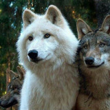 Wolffriends_zps1590cef1