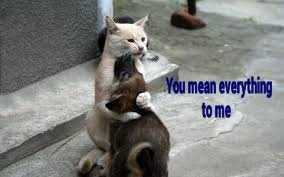 YOU-MEAN-EVERYTHING-TO-ME-CAT-AND-PUPPY.jpg