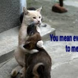 YOU-MEAN-EVERYTHING-TO-ME-CAT-AND-PUPPY