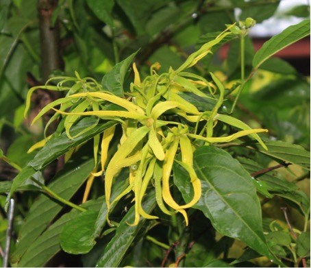 Ylang-Ylang.jpg