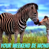 ZEBRA-WONDERFUL-WEEKEND