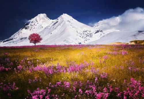 alps-tree-snow-nature-landscape-flowers-grass.jpg