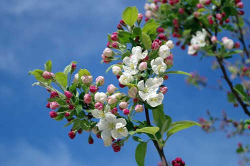 apple-blossom-tree-branch-spring-67286.jpg