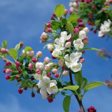 apple-blossom-tree-branch-spring-67286