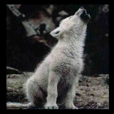 babywolfhowl