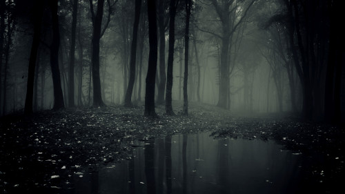 background---dark-forest-2.jpg