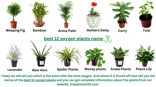 best-12-oxygen-plants-name-2.jpg