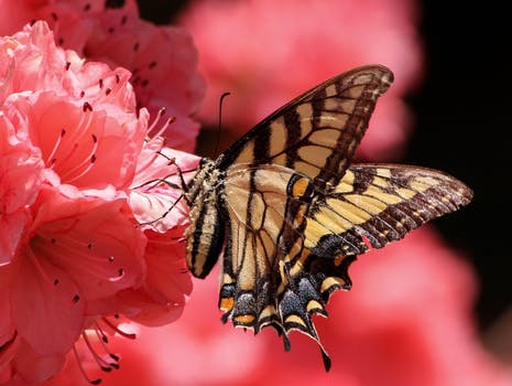 butterfly-flying-insect-old-world-swallowtail-pollen-70352.jpg