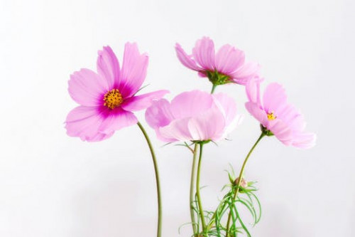 cosmea flower blossom bloom 40722