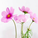 cosmea-flower-blossom-bloom-40722