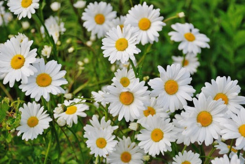 daisy flower spring marguerite 67857