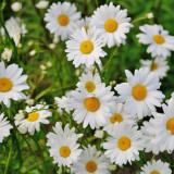 daisy-flower-spring-marguerite-67857