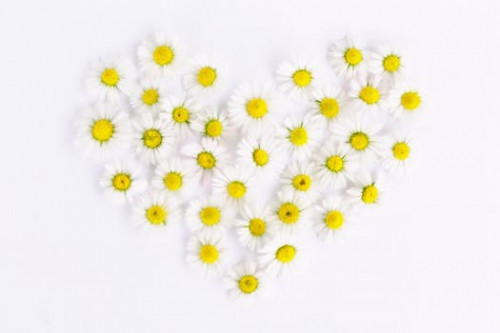 daisy-heart-daisy-heart-love-159077.jpg