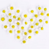 daisy-heart-daisy-heart-love-159077