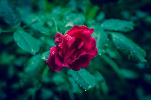 dark-leaves-raindrops-rose.jpg