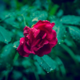 dark-leaves-raindrops-rose