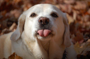 dog-sticking-out-tongue.jpg