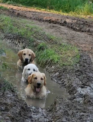 dogs-in-mud-puddle.jpg