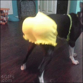 dogtwerk.gif