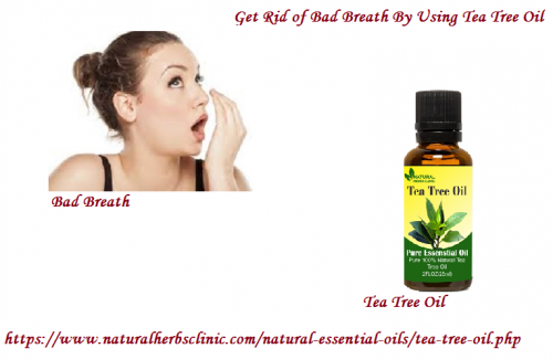 Tea Tree Oil for Bad Breath which has antifungal and antiseptic properties which can attack fungi and bacteria that feed on food particles left in the mouth.... https://www.naturalherbsclinic.com/tea-tree-oil/tea-tree-oil-for-bad-breath