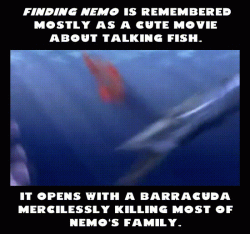 findingnemobarracuda