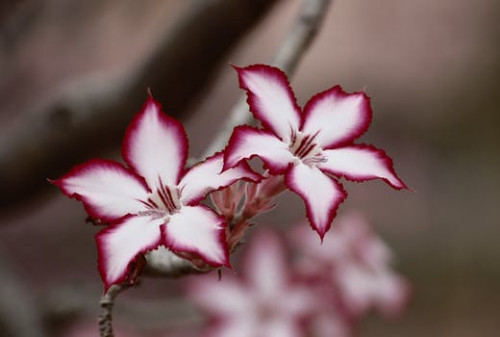 flower impala lily floral plant 65653