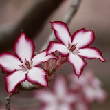 flower-impala-lily-floral-plant-65653