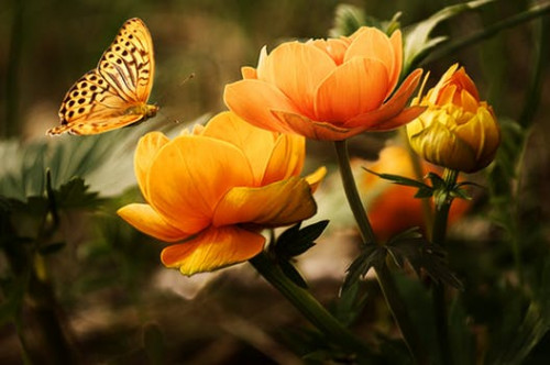 flowers-background-butterflies-beautiful-87452.jpg